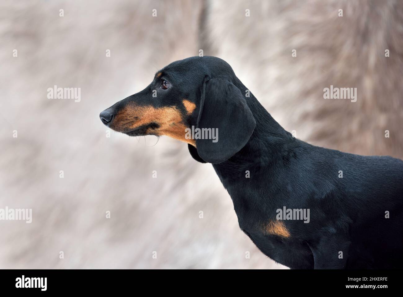Portrait of beautiful black and tan miniature smooth dachshund on a gray background Stock Photo