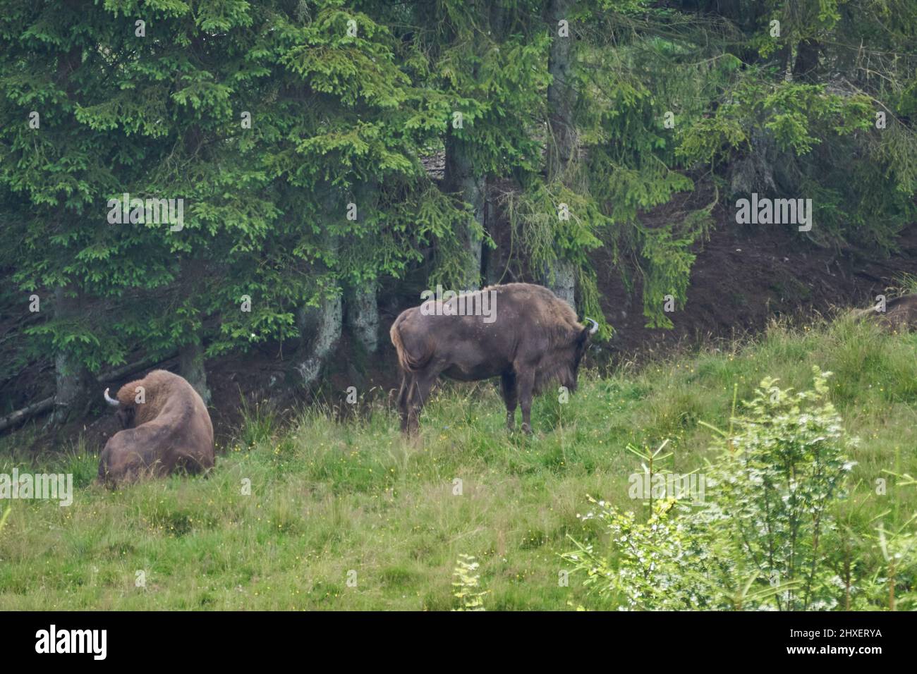 european bison, Wisent, Bos bonasus, grazing on meadow in the shaddows of a nearby forest along the Rothaarsteig hiking trail. Stock Photo