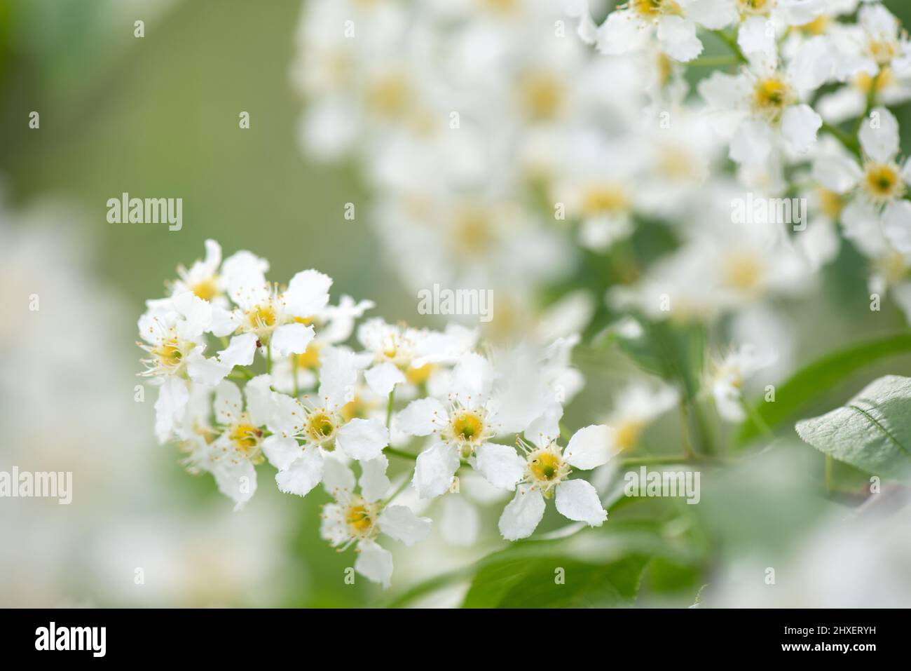Bird cherry aka hackberry (Prunus padus) tree in full bloom. White flowers in springtime, defocused blurred background. Stock Photo