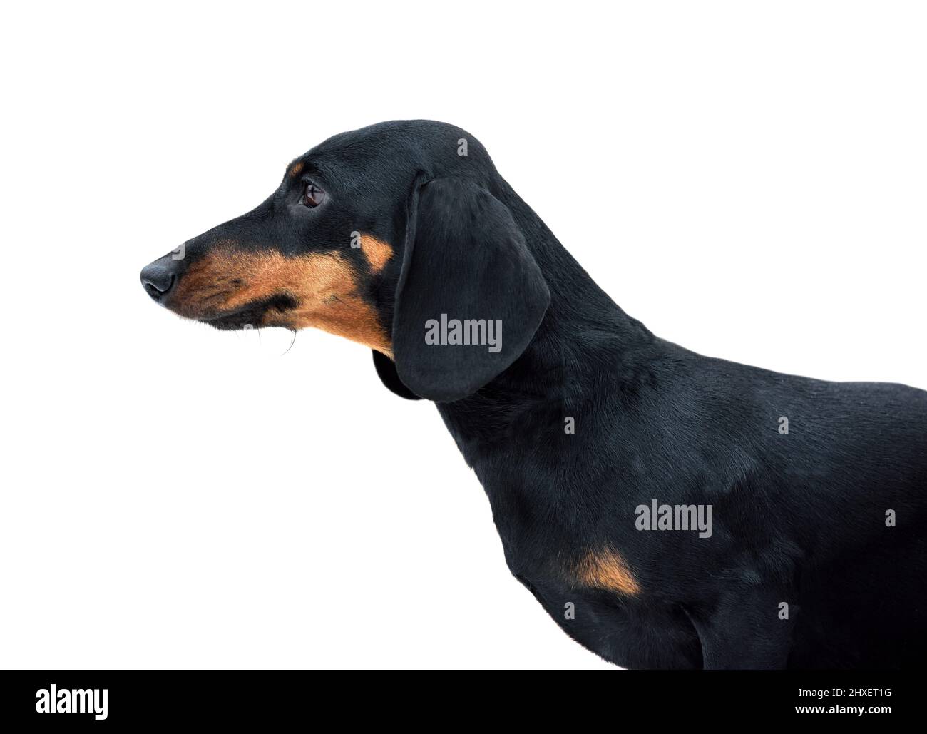Portrait of beautiful black and tan miniature smooth dachshund isolated on white background Stock Photo