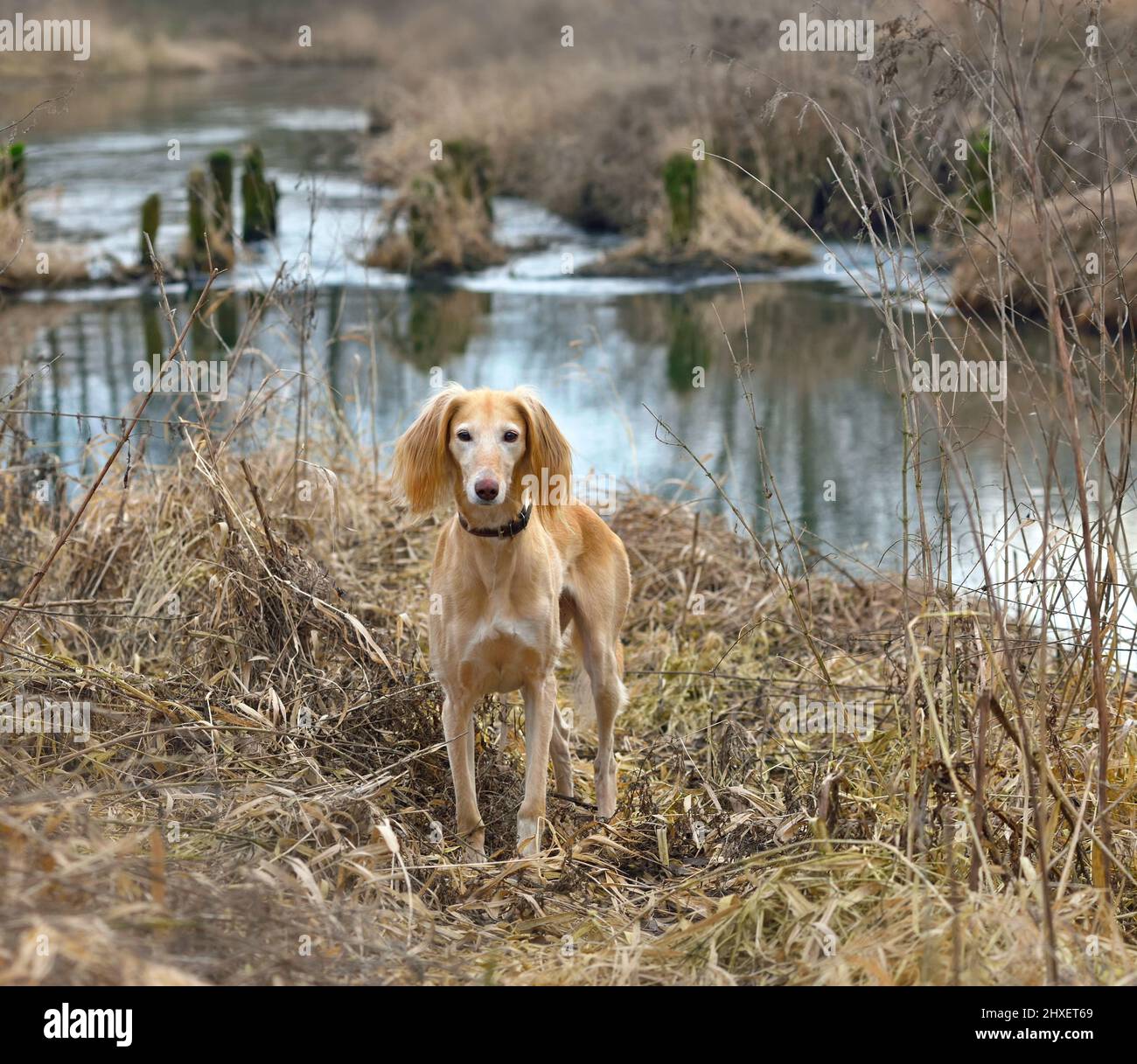 Breeds Saluki Labrador Mix Vs Borzoi Difference Between Saluki And