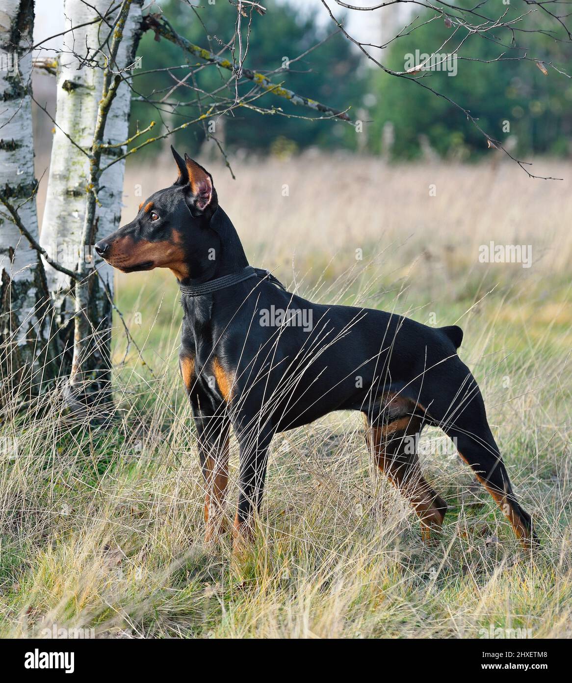 Pinscher Allemand | Tout sur la race Pinscher Allemand, image size:1166x1390