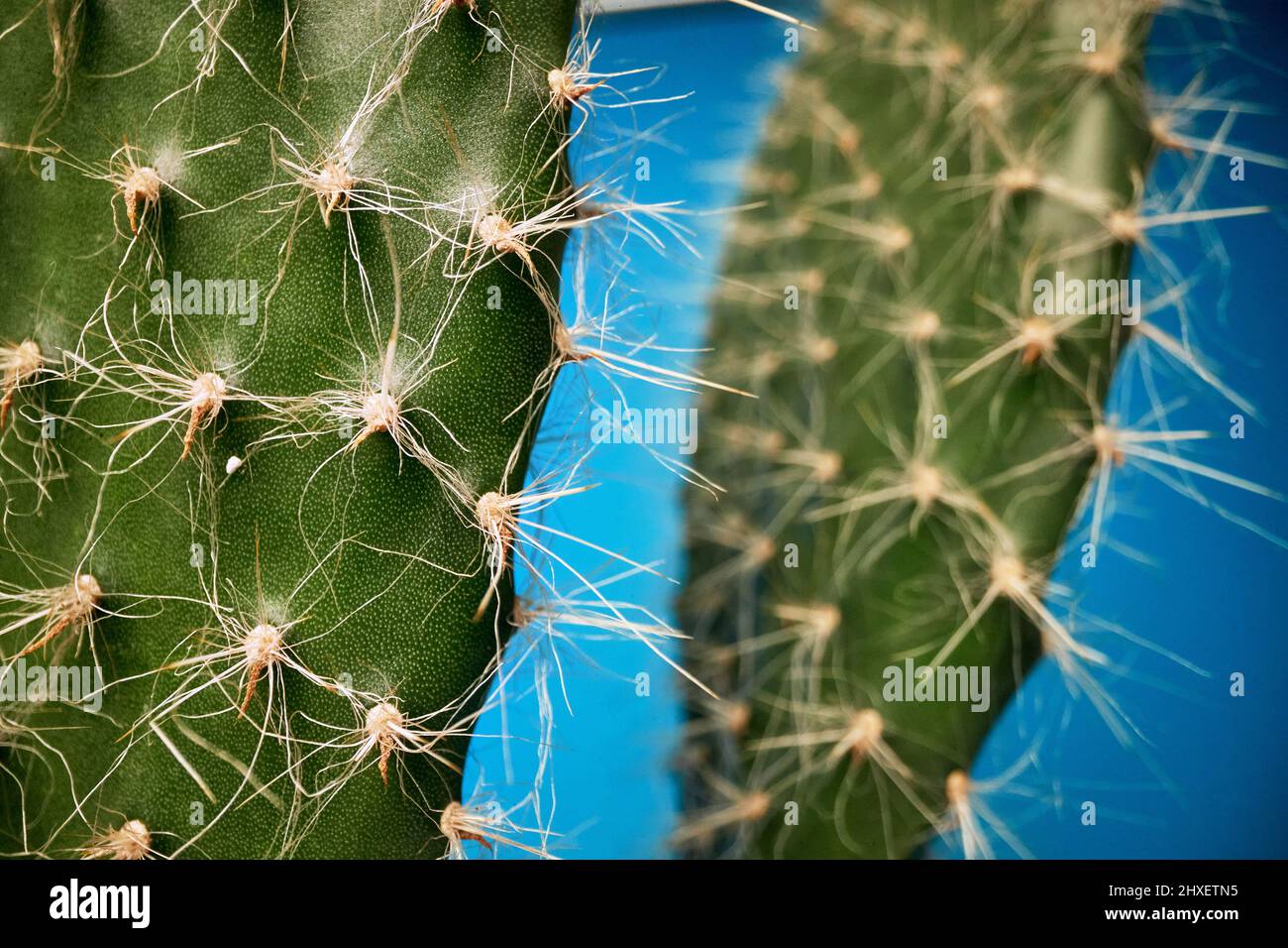 Macro view at cactus barbs under the light in front of blue background. Natural, cactus, houseplant Stock Photo