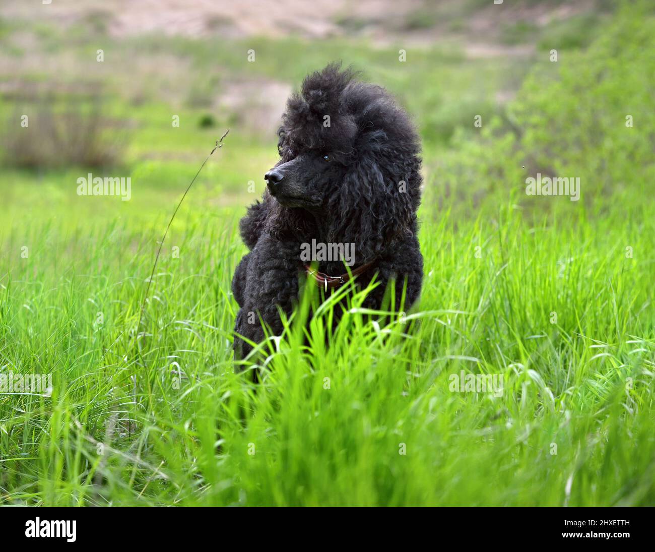 Beautiful royal black poodle standing in green grass Stock Photo - Alamy