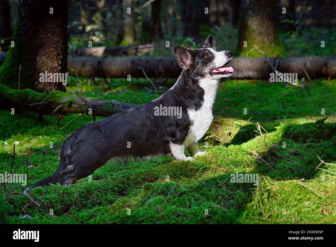 Welsh corgi sitting hi-res stock photography and images - Alamy