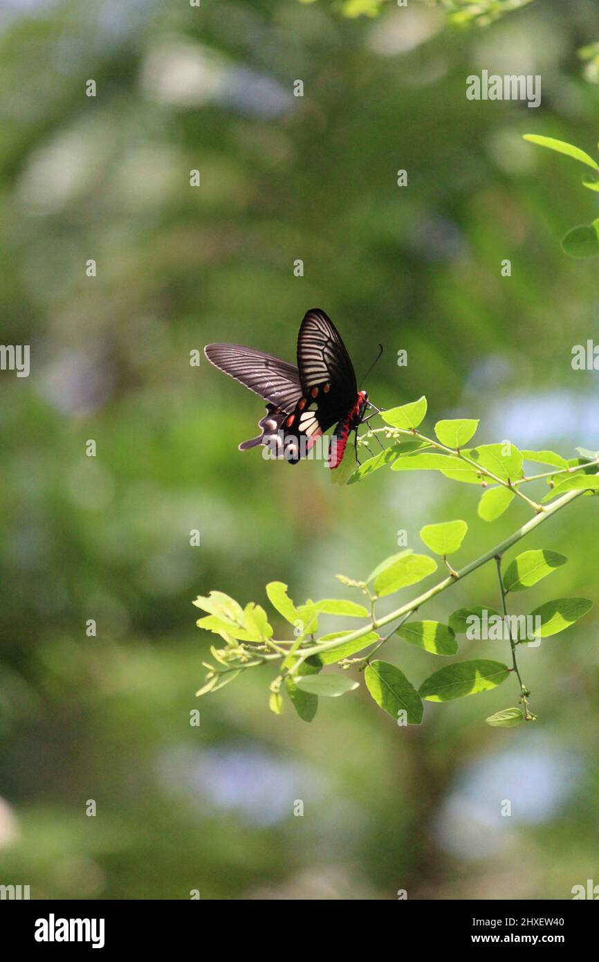 A common rose butterfly perched on some leaves Stock Photo