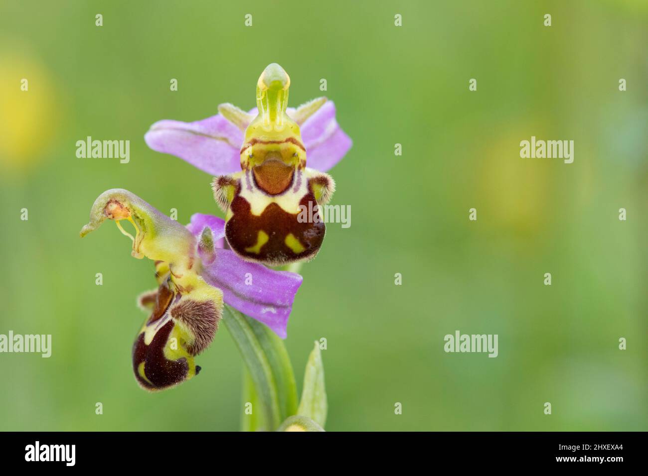 Bee Orchid (Ophrys apifera) flowering. Cherhill Down, near Calne, Wiltshire, England. June. Stock Photo