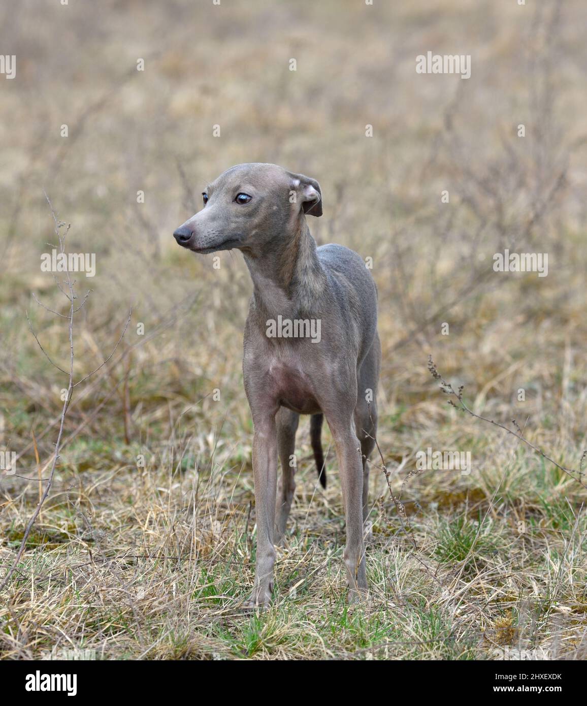 Italian Greyhound standing on a rural background Stock Photo