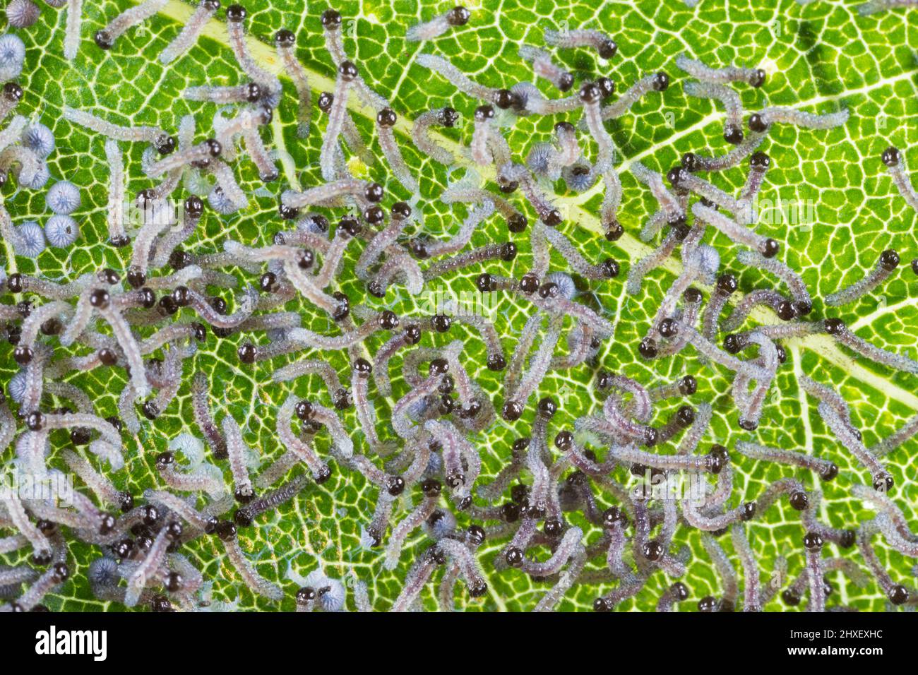 Large Yellow Underwing moth (Noctua pronuba) caterpillars hatching from an egg batch on a leaf. Powys, Wales. August. Stock Photo