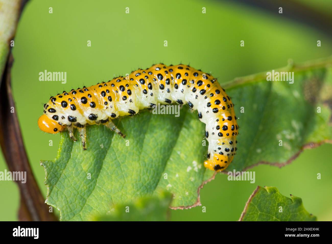 Large Rose Sawfly (Arge ochropus) larva feeding on a rose in a garden. Powys, Wales. September. Stock Photo