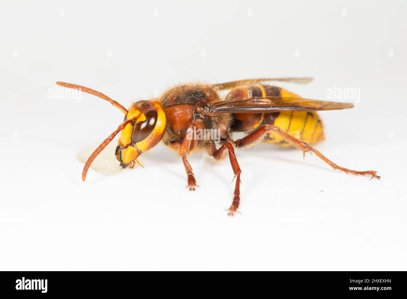 European Hornet (Vespa crabro) adult worker photographed on a white background. Powys, Wales. September. Stock Photo