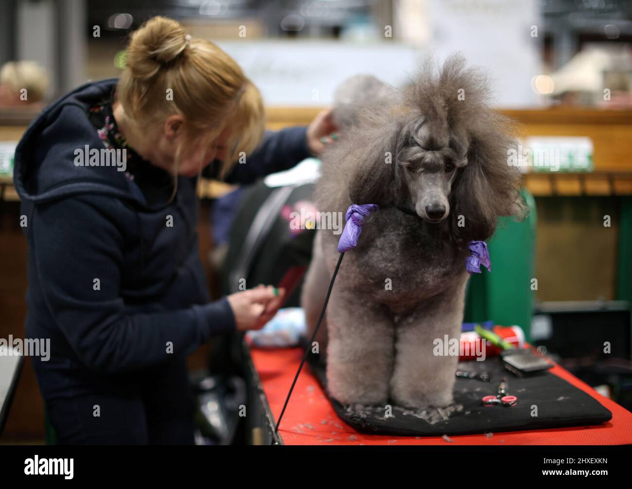 A dog owner and her Miniature Poodle attend the third day of the Crufts Dog Show in Birmingham, Britain, March 12, 2022. REUTERS/Molly Darlington Stock Photo
