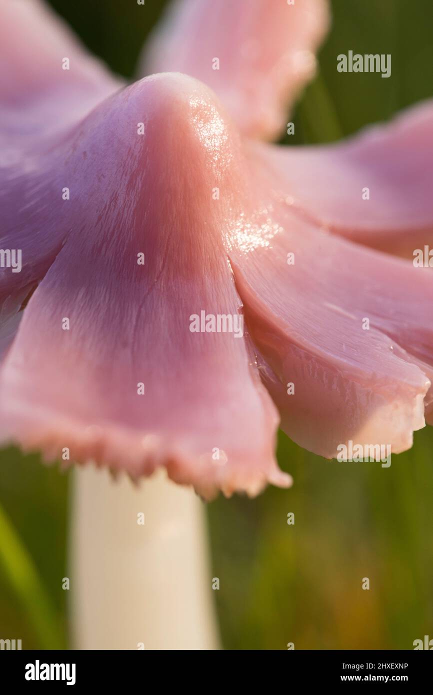 Pink Waxcap or Pink Ballerina fungus (Porpolomopsis calyptriformis) fruiting bodies growing in grassland. Pwys, Wales. October. Stock Photo