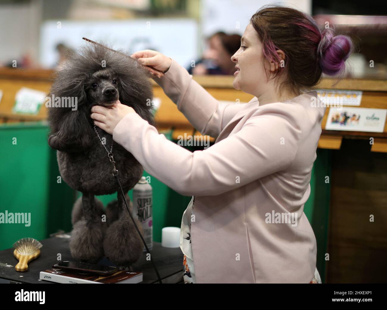 A dog owner grooms her Miniature Poodle on the third day of the Crufts Dog Show in Birmingham, Britain, March 12, 2022. REUTERS/Molly Darlington Stock Photo