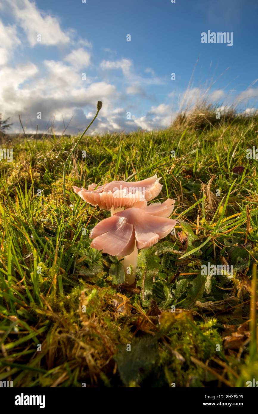 Pink Waxcap or Pink Ballerina fungus (Porpolomopsis calyptriformis) fruiting bodies growing in grassland. Pwys, Wales. October. Stock Photo