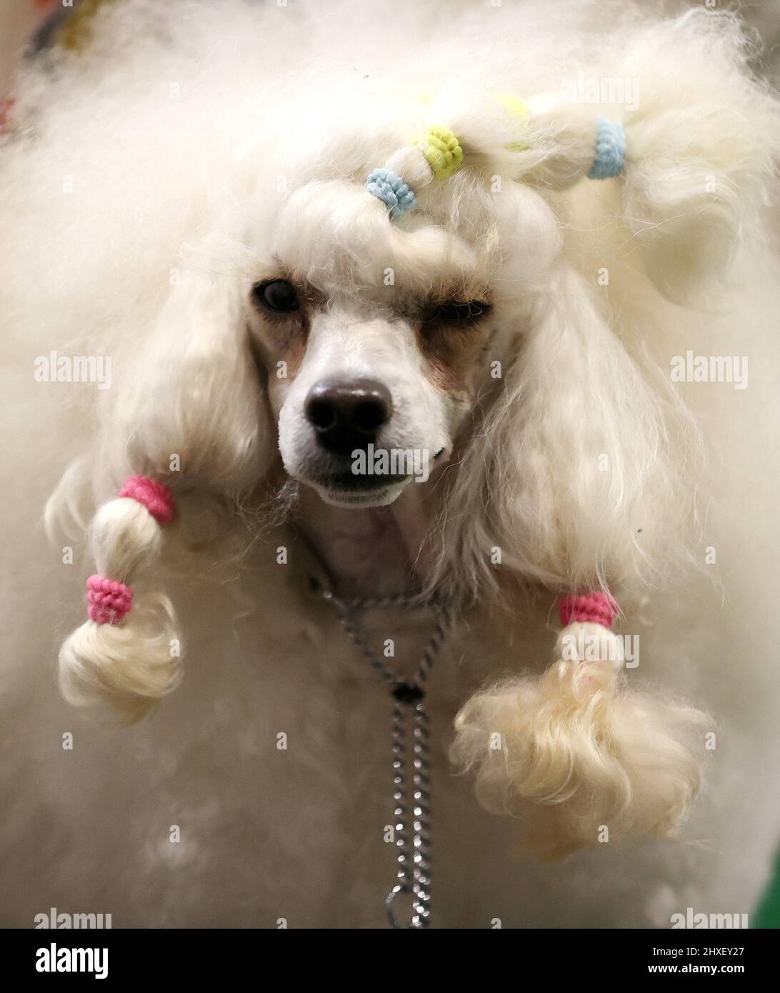 A Toy Poodle is seen on the third day of the Crufts Dog Show in Birmingham, Britain, March 12, 2022. REUTERS/Molly Darlington Stock Photo