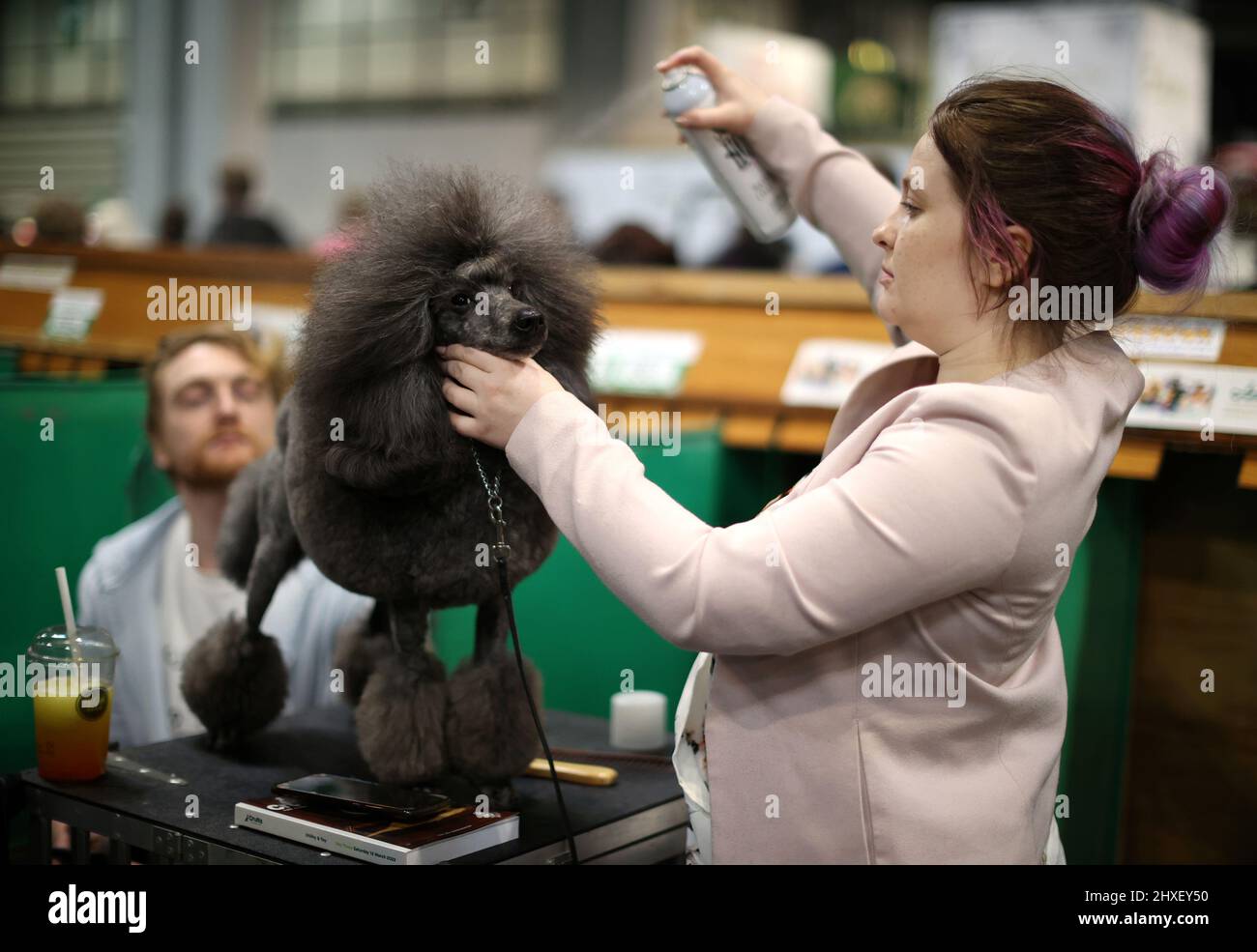 A dog owner hairsprays her Miniature Poodle on the third day of the Crufts Dog Show in Birmingham, Britain, March 12, 2022. REUTERS/Molly Darlington Stock Photo