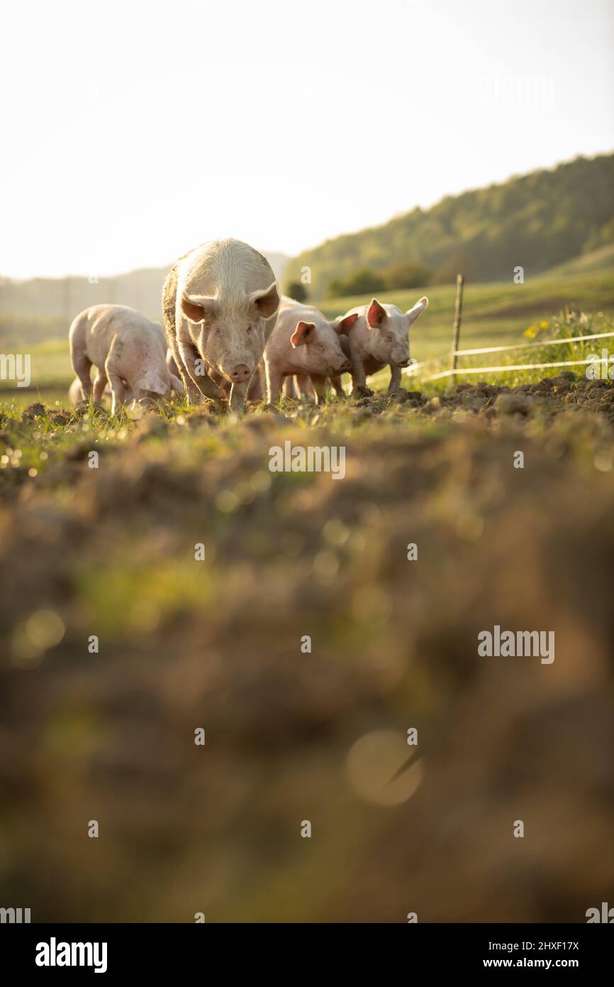 Pigs eating on a meadow in an organic meat farm aerial image Stock Photo Alamy