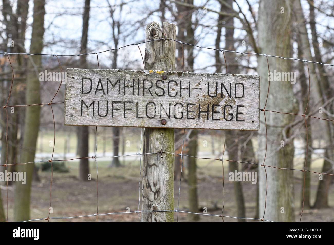 Vienna, Austria. 06 March 2022. The Lainzer Tiergarten in Vienna. Fallow deer and mouflon enclosure Stock Photo