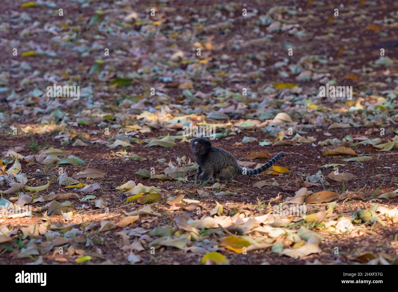 Callithrix - Very Common marmoset species in Brazil named 