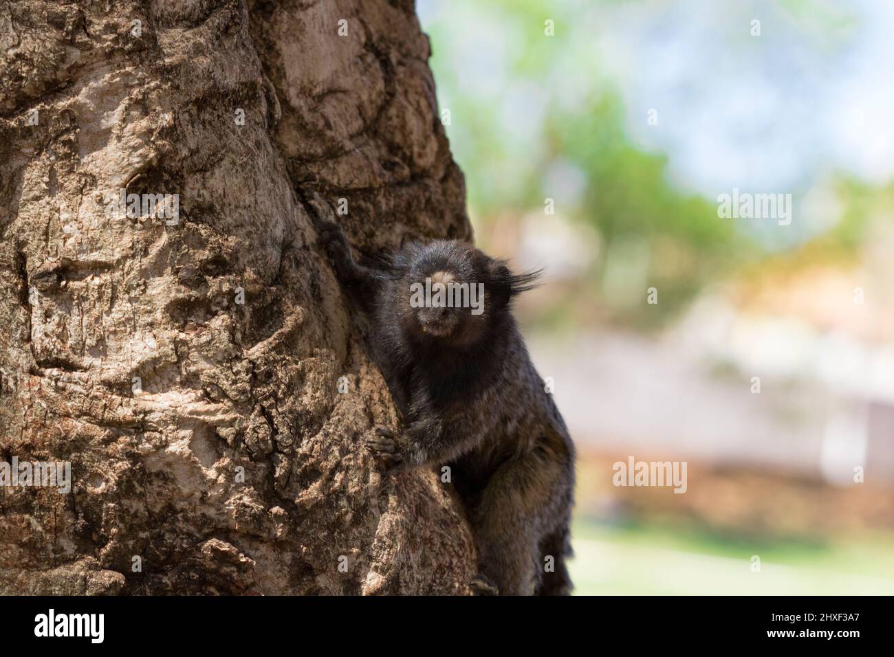 Callithrix - Very Common marmoset species in Brazil named 