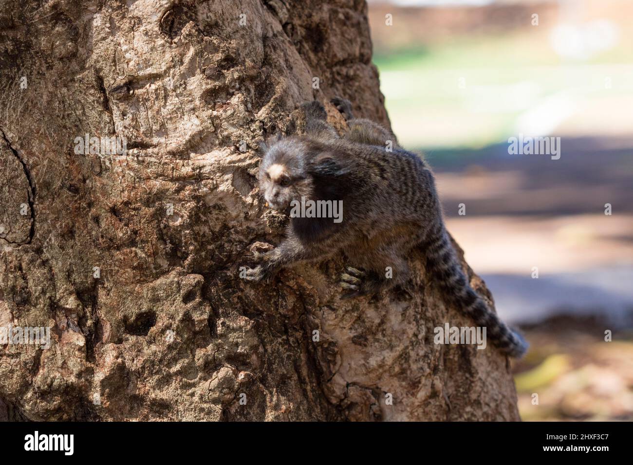 Callithrix - Very Common marmoset species in Brazil named 