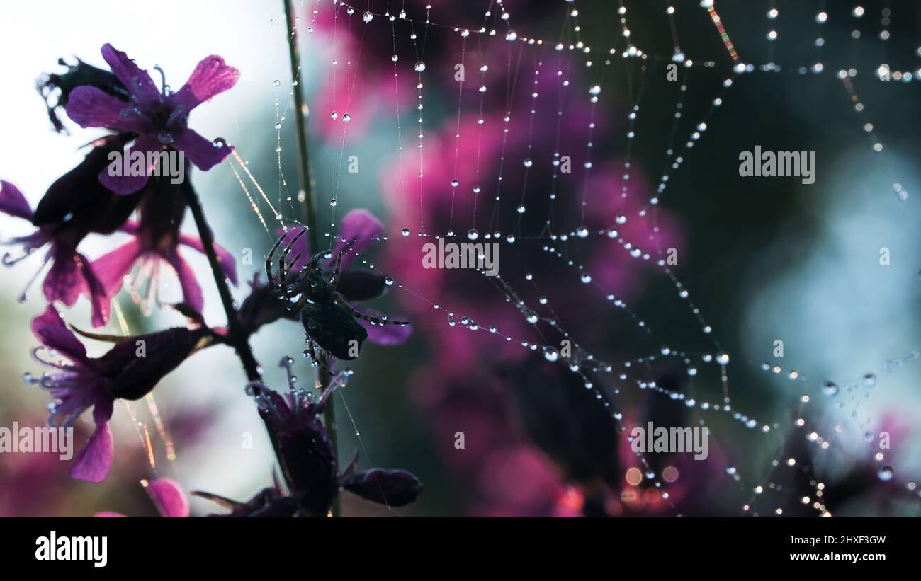 Spider's web. Creative. A small spider sits on its web next to a purple small orchid. Stock Photo