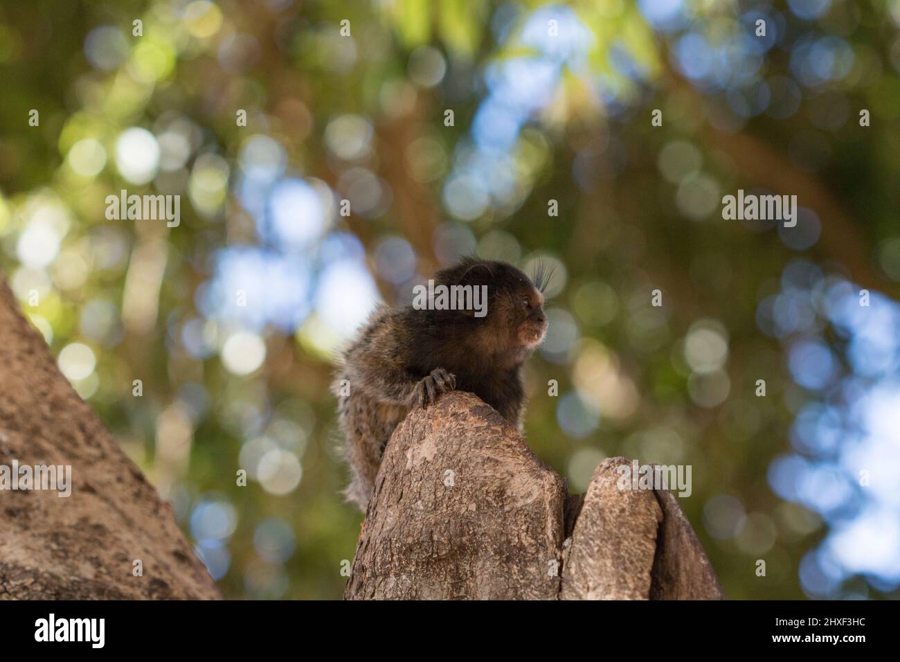 Callithrix - Very Common marmoset species in Brazil named 'Sagui'. Atlantic forest Biome. Brazilian Wild animal Concept Image. Stock Photo