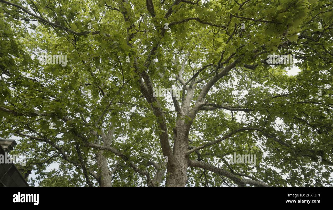 Walking under the summer tree. Action. Bottom view of the tree trunk and big branches with lush green leaves on cloudy sky background. Stock Photo