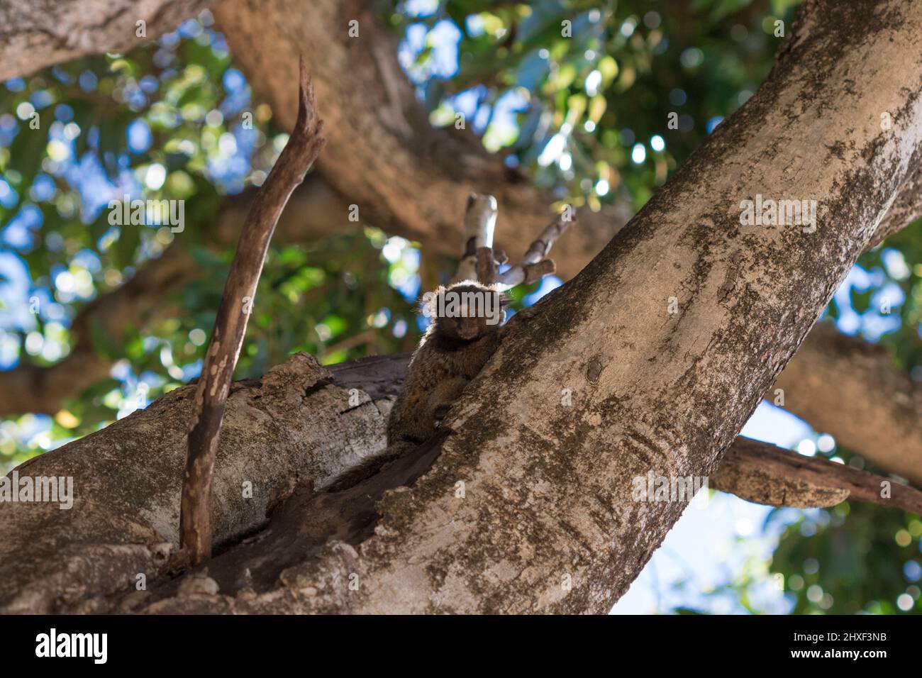 Callithrix - Very Common marmoset species in Brazil named 