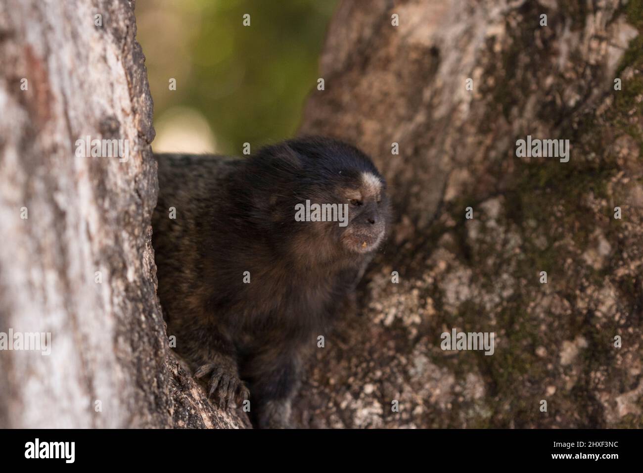 Callithrix - Very Common marmoset species in Brazil named 