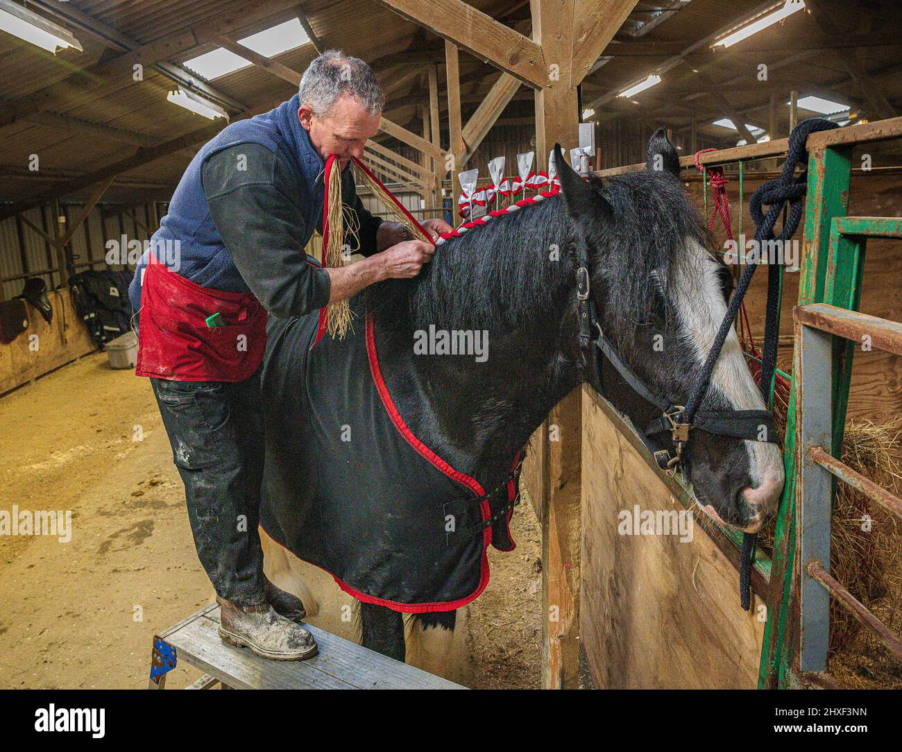 Oldest Horse In The World