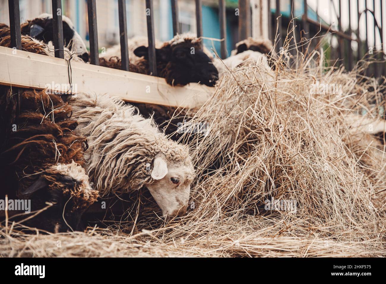 Closeup Sheep eat hay. Concept farm animal husbandry Stock Photo Alamy