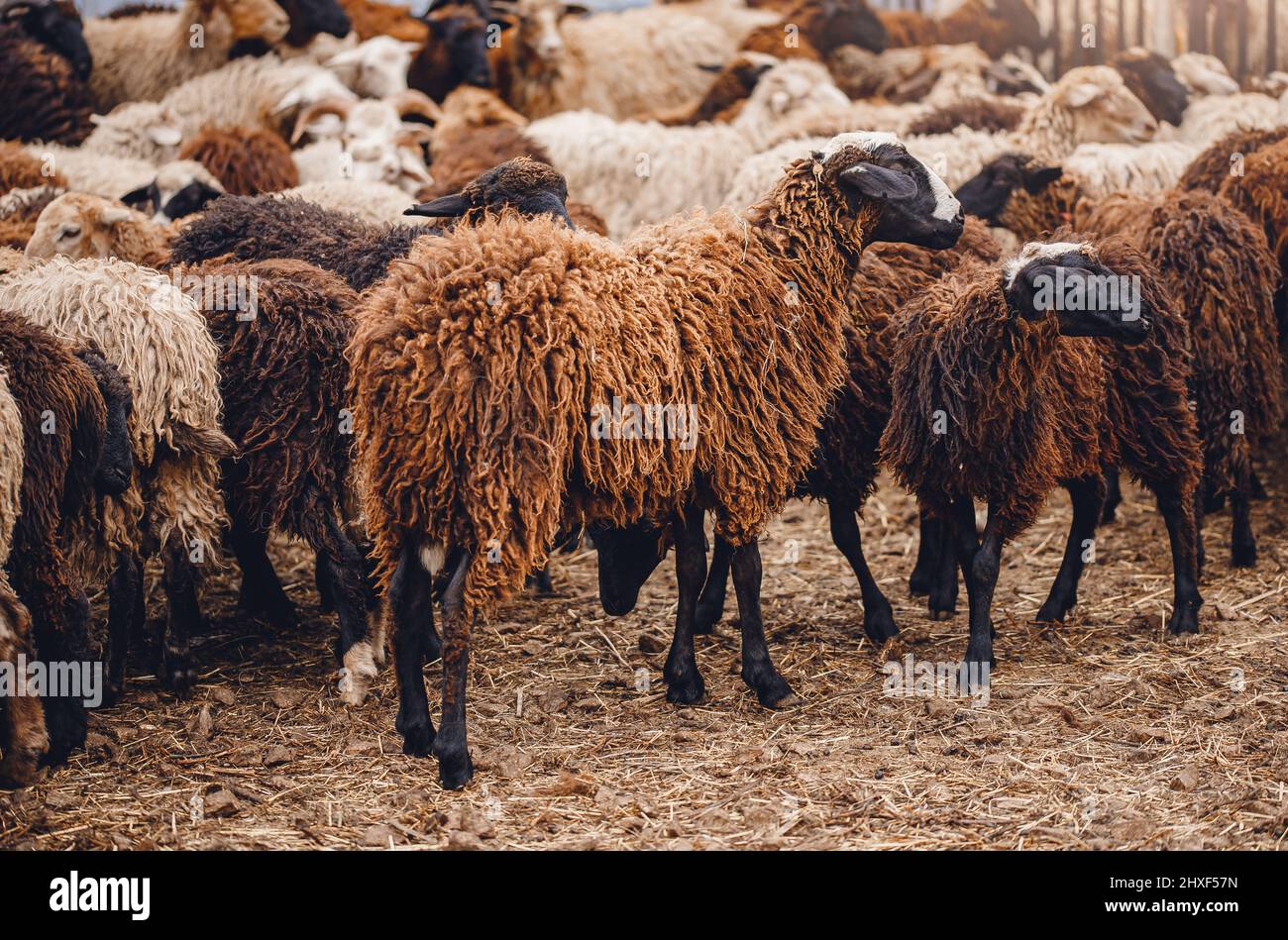 Concept farm animal husbandry. Sheep relax on paddock Stock Photo Alamy