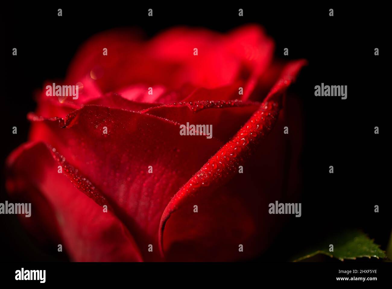 Beautiful rose macro shot close up stock photo Stock Photo - Alamy