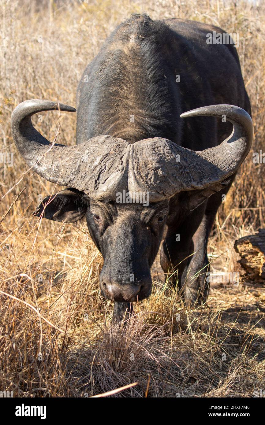African Buffalo Bull, Kruger National Park Stock Photo Alamy