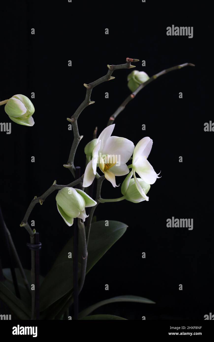 Beautiful white orchid flowers, isolated on dark background. Stock Photo