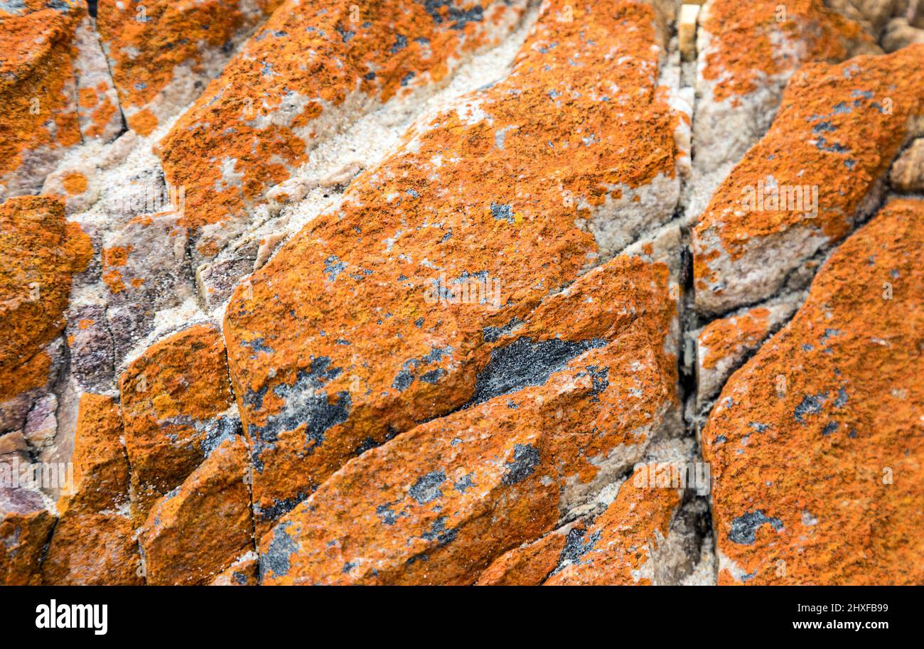 Beach Rocks and Flower South Africa Stock Photo - Alamy