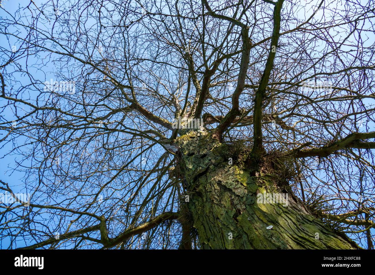Gleditschie Baum, Lederhülsenbaum mit langen Stacheln, Dornen am Stamm Stock Photo