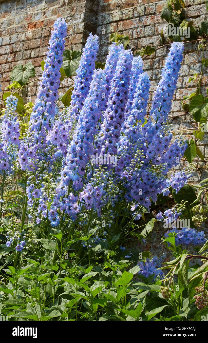 Blue Delphiniums in an herbaceous border at Waterperry Gardens in Oxfordshire UK Stock Photo