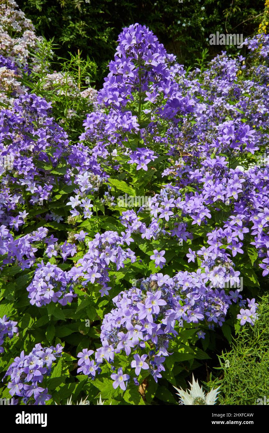 Campanula lactiflora the Milky Bellflower flowering profusely in an herbaceous border at Waterperry Gardens in Oxfordshire UK Stock Photo