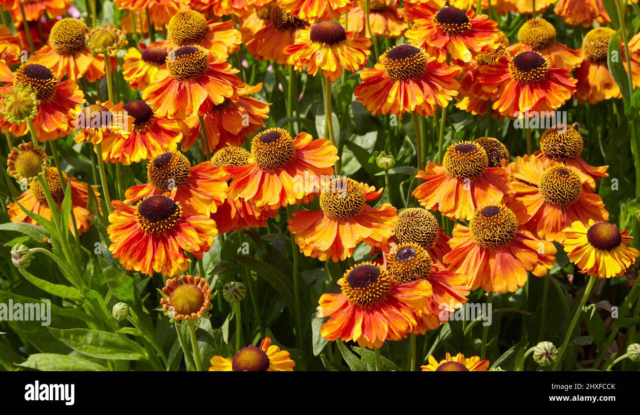 Helenium ' Moerheim Beauty ' a striking orange and yellow variety of Sneezeweed growing in a herbaceous border at Waterperry Gardens in Oxfordshire UK Stock Photo