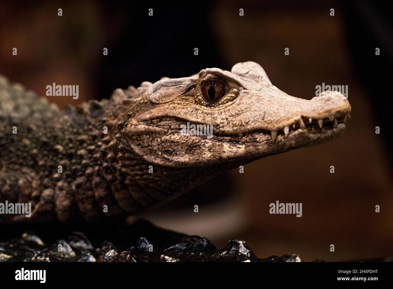 Caiman crocodile close up. Stock Photo