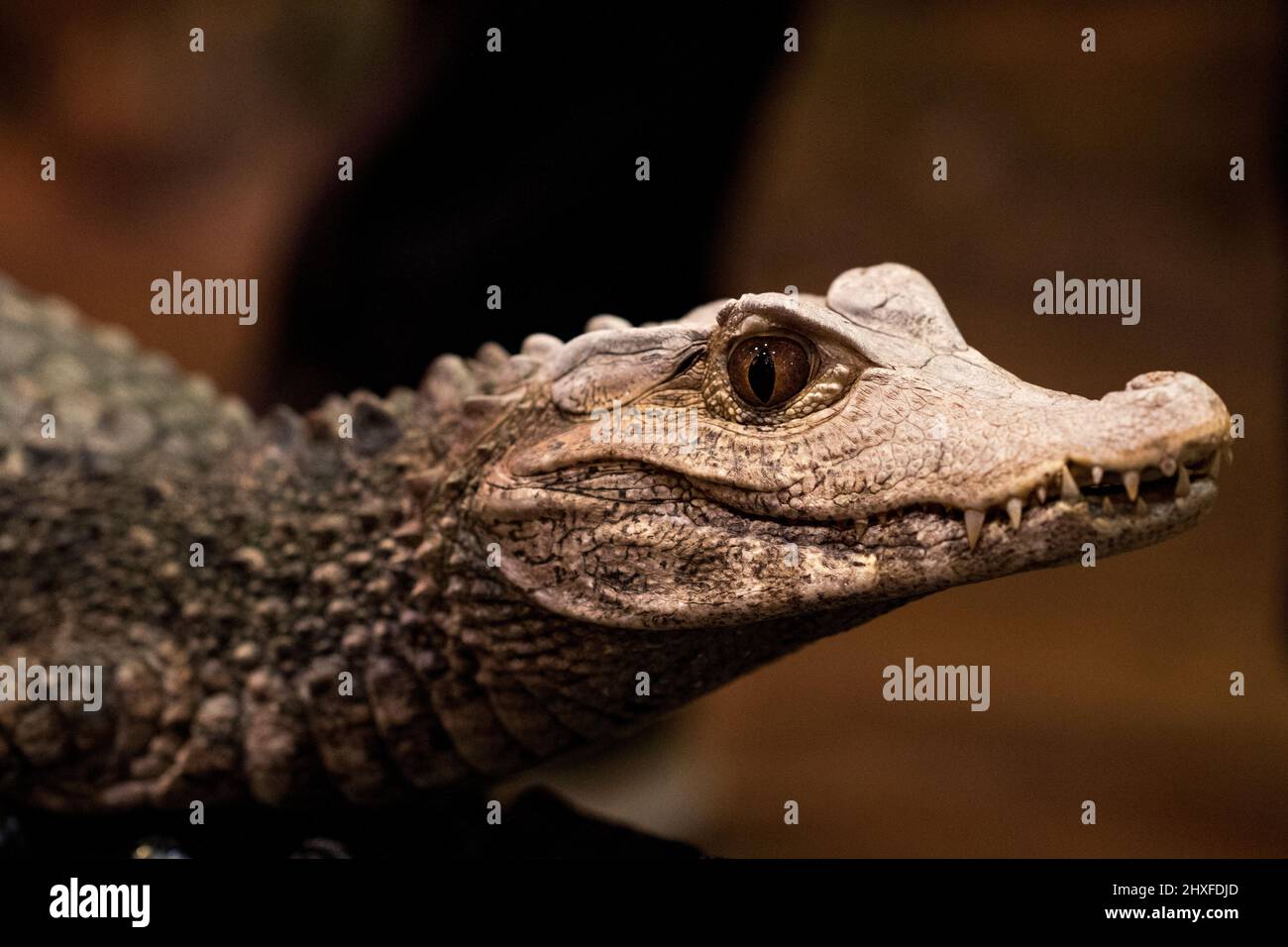 Caiman close up alligator. Stock Photo