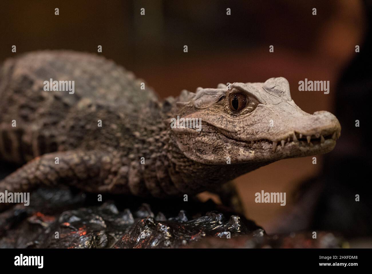 Caiman alligator portrait close up eyes and head. Carnivore hunter with sharp fangs. Stock Photo