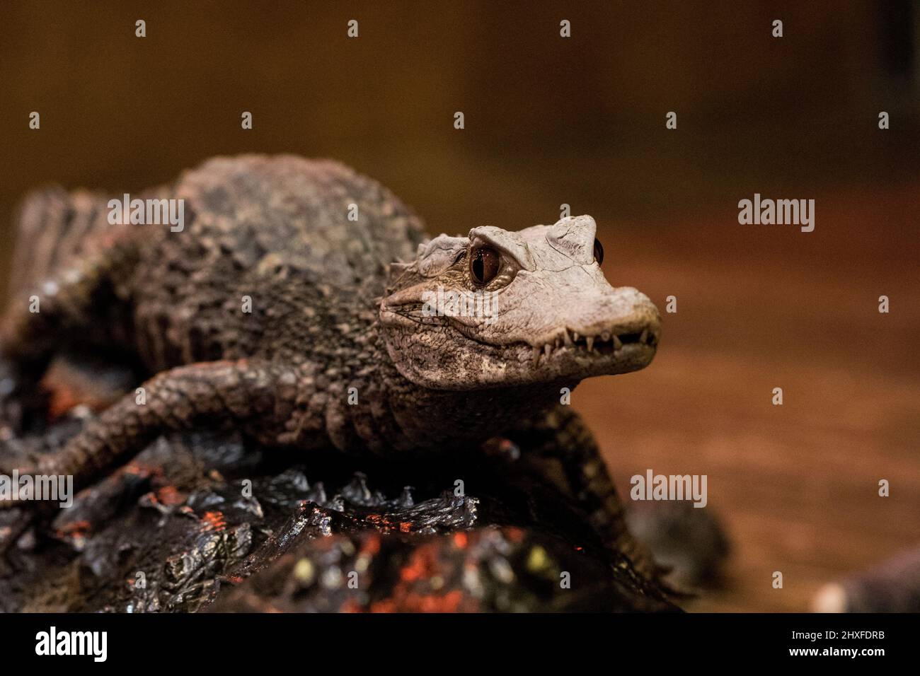 Caiman close up alligator head. Sharp teeth, eye and scales of caiman. Stock Photo