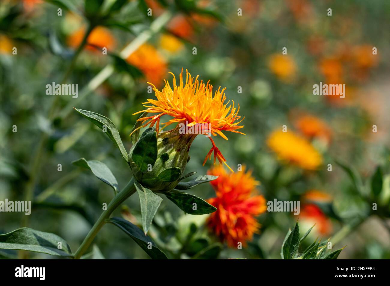 Common names of Safflower are Dyers' saffron, and False saffron. In