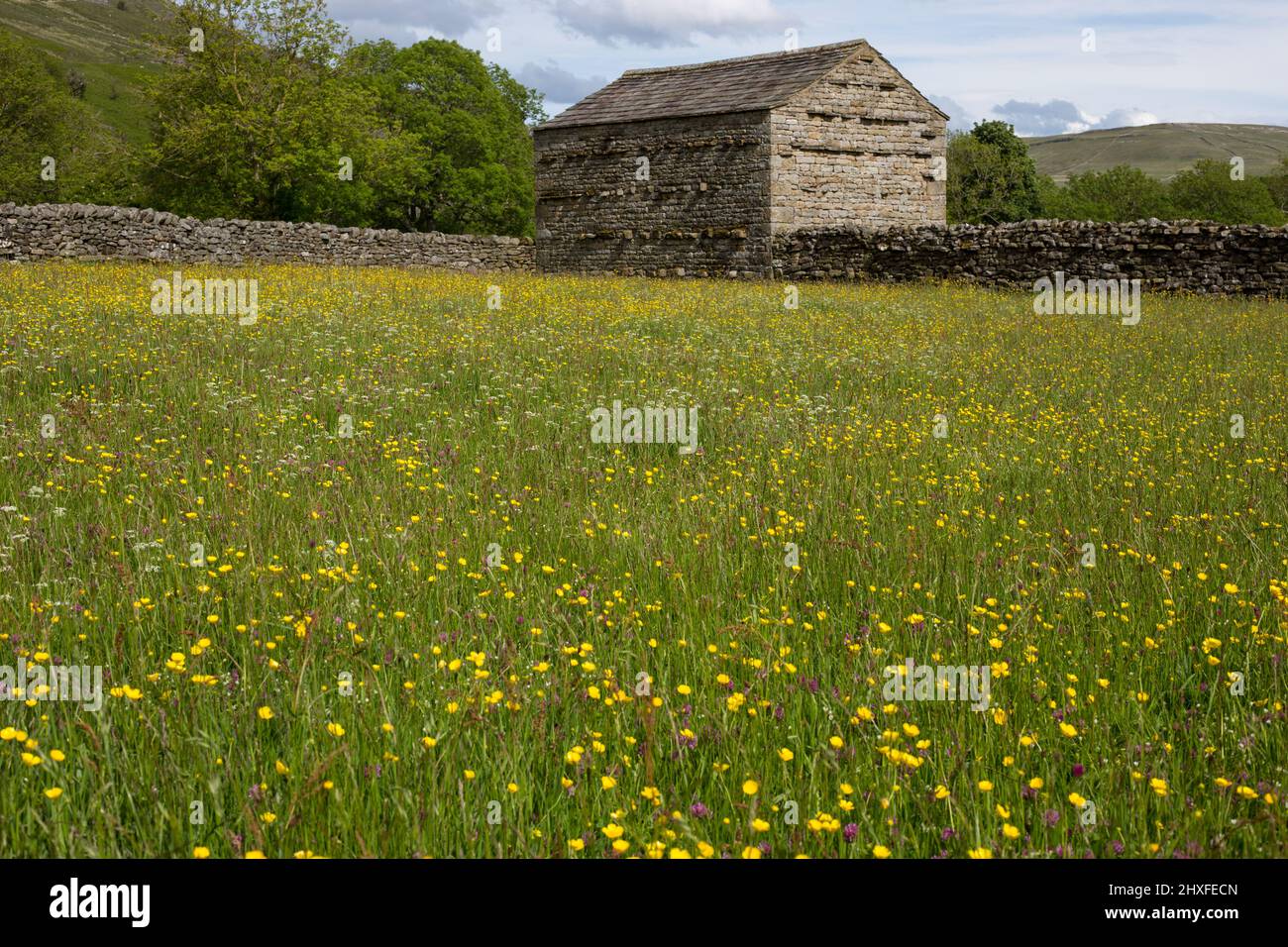 Traditional flower and hay meadows and field barn at Muker in the Yorkshire Dales National Park, Swaledale, North Yorkshire, England Stock Photo