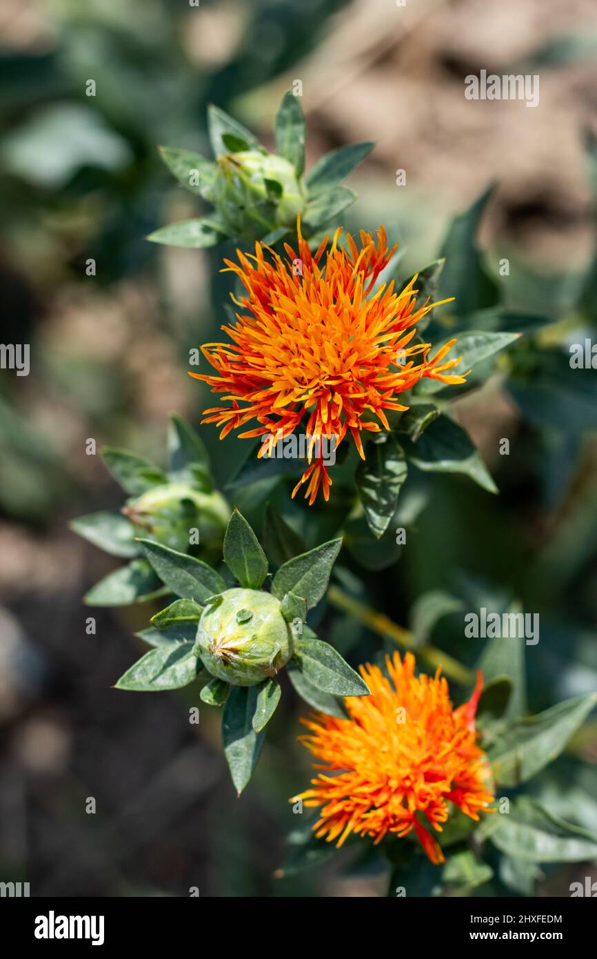 Dyer's Saffron Carthamus tinctorius. Carthamus tinctorius is a highly