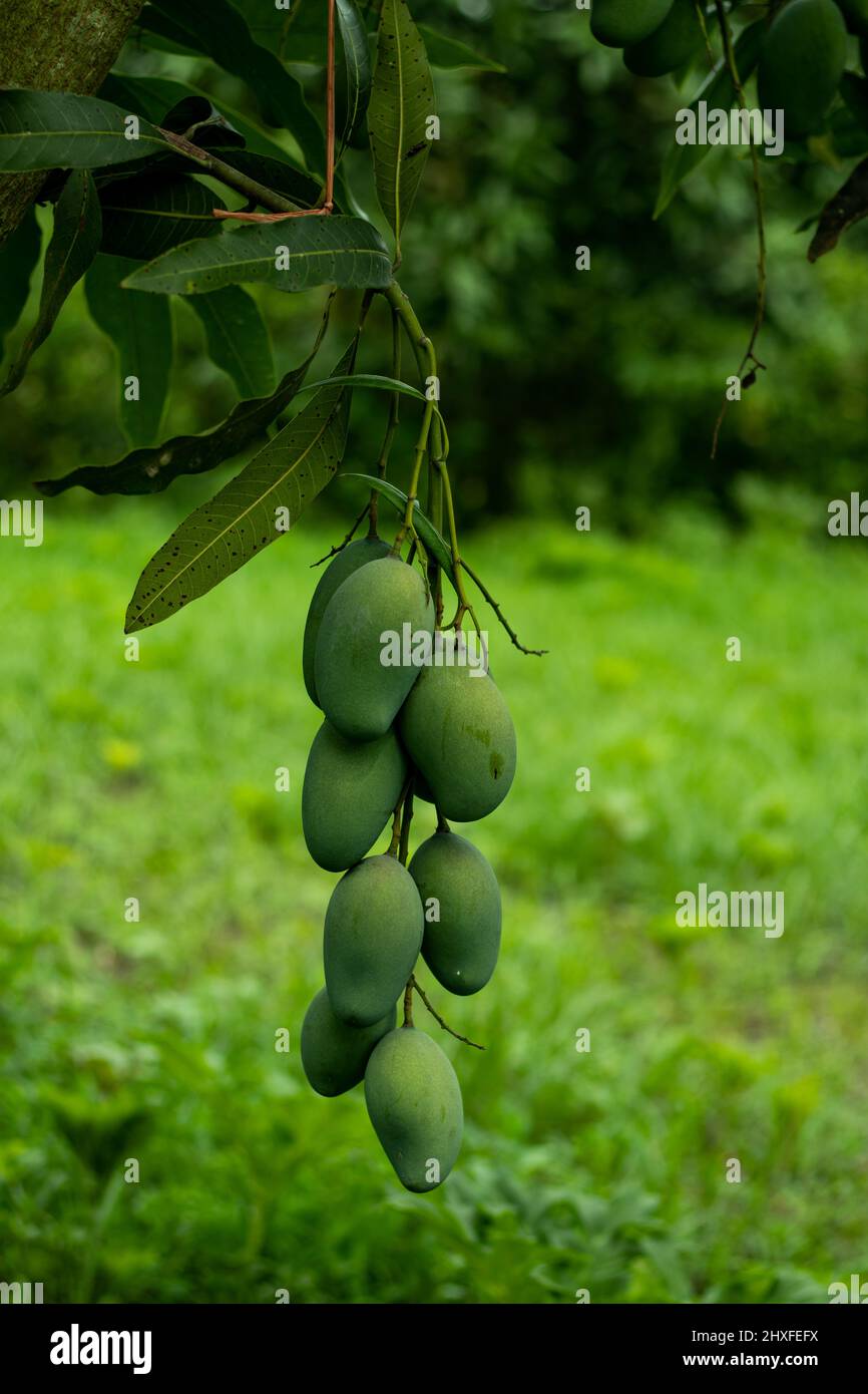 Incredible health benefits of mango and why you must have it this